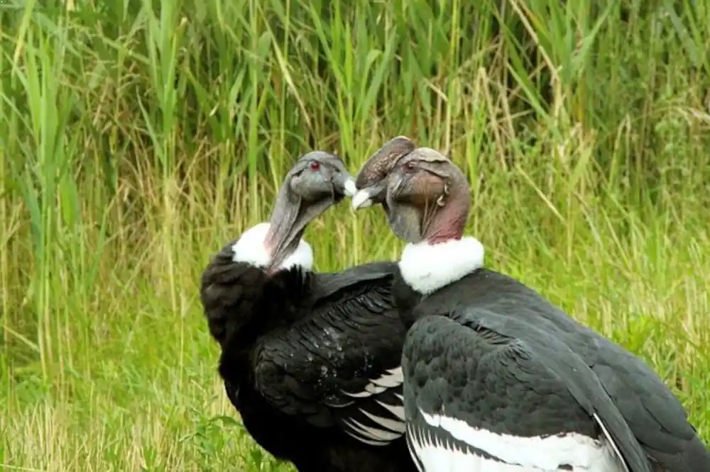 टॉप 10 दुनिया में सबसे ऊँची उड़ान भरने वाले पंछी 10 ANDEAN CONDOR