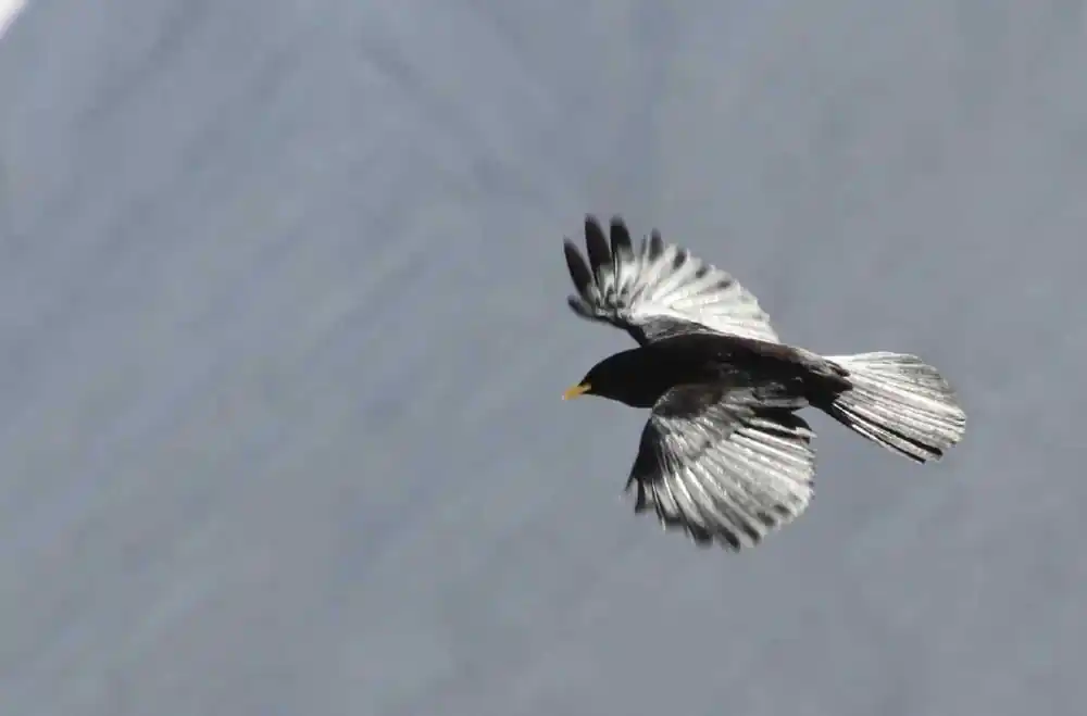 टॉप 10 दुनिया में सबसे ऊँची उड़ान भरने वाले पंछी 5 Alpine Chough