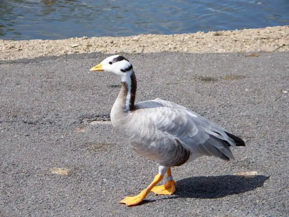 टॉप 10 दुनिया में सबसे ऊँची उड़ान भरने वाले पंछी 3 Bar Headed Goose