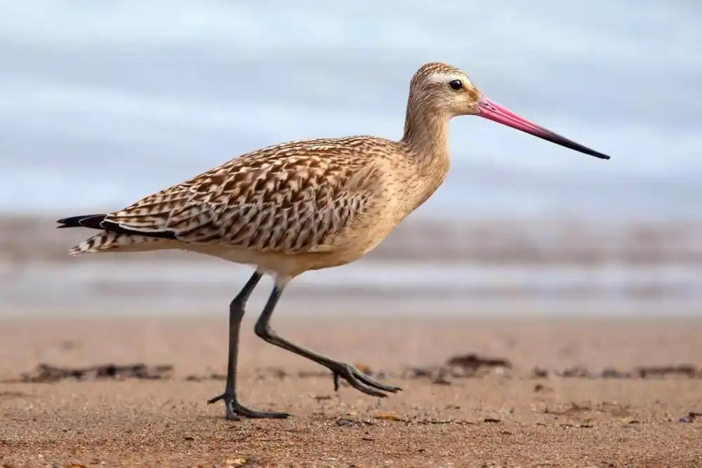 टॉप 10 दुनिया में सबसे ऊँची उड़ान भरने वाले पंछी 8 Bar Tailed Godwit