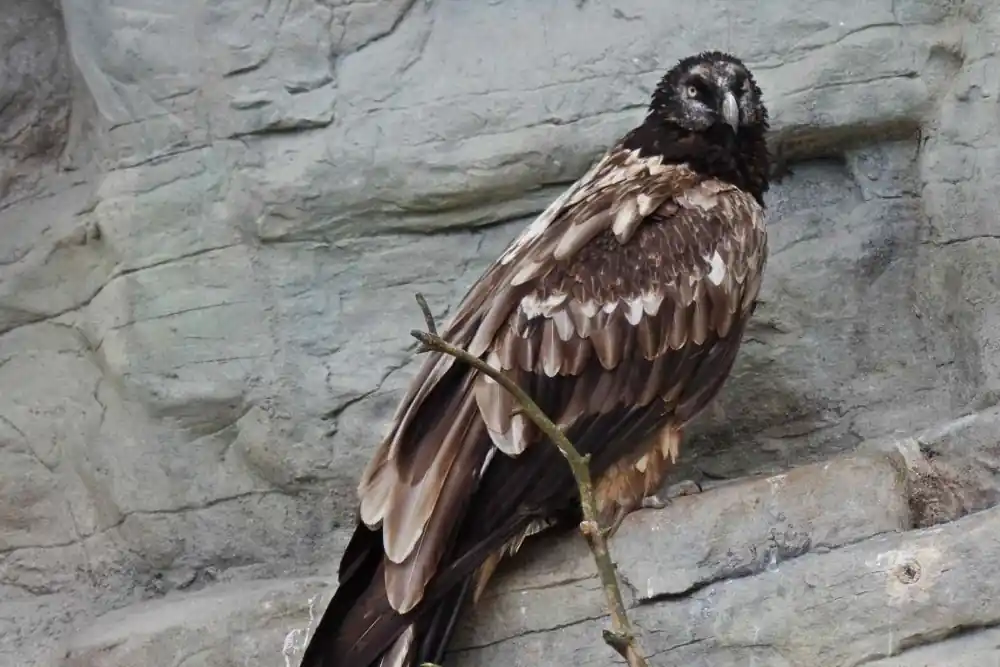 टॉप 10 दुनिया में सबसे ऊँची उड़ान भरने वाले पंछी 6 Bearded Vulture