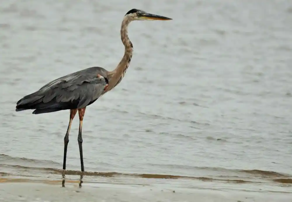 टॉप 10 दुनिया में सबसे ऊँची उड़ान भरने वाले पंछी 2 Eurasian Crane