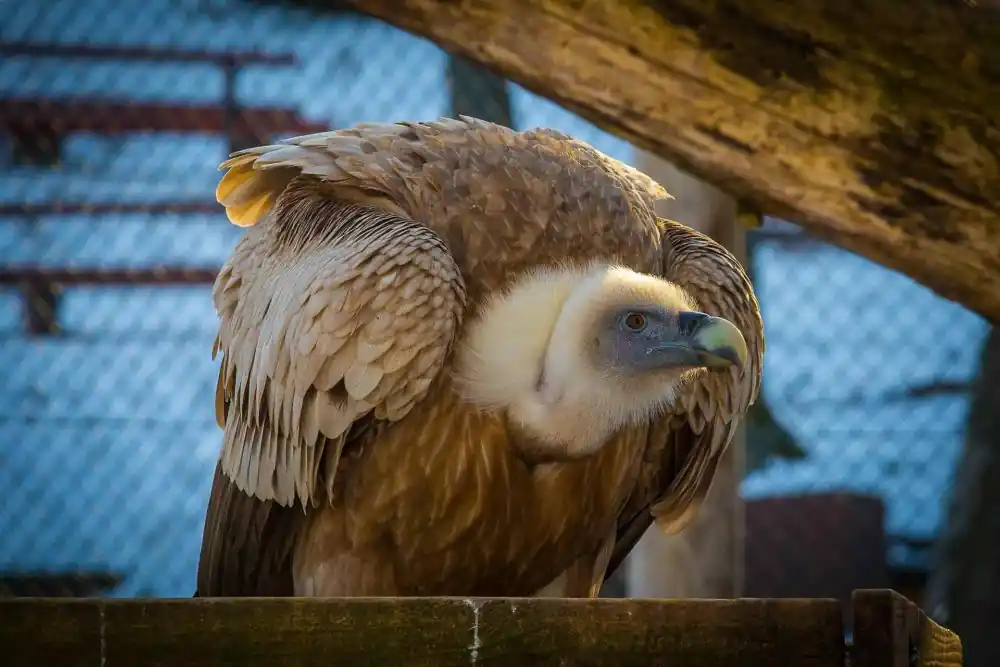 टॉप 10 दुनिया में सबसे ऊँची उड़ान भरने वाले पंछी 1 Griffon Vulture