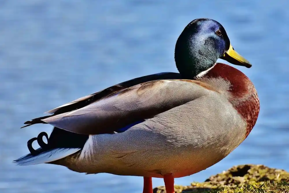टॉप 10 दुनिया में सबसे ऊँची उड़ान भरने वाले पंछी 7 Mallard bird
