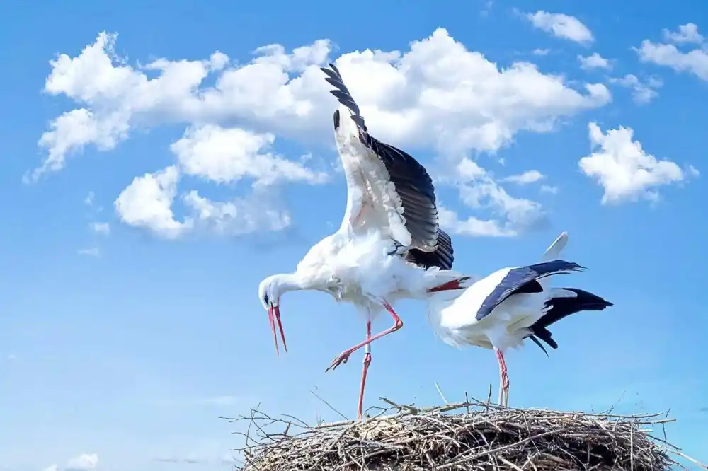 टॉप 10 दुनिया में सबसे ऊँची उड़ान भरने वाले पंछी 9 White Stork