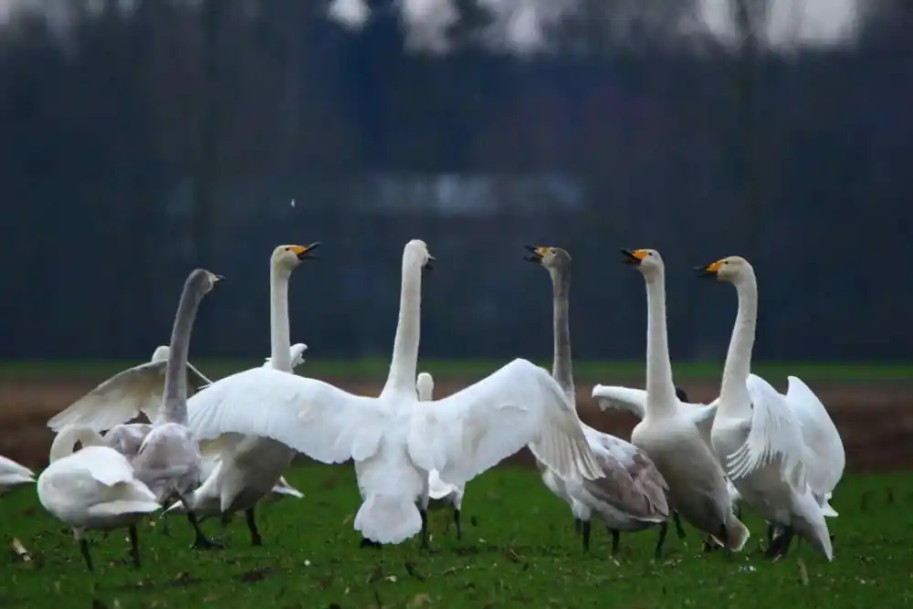 टॉप 10 दुनिया में सबसे ऊँची उड़ान भरने वाले पंछी 4 Whooper Swan
