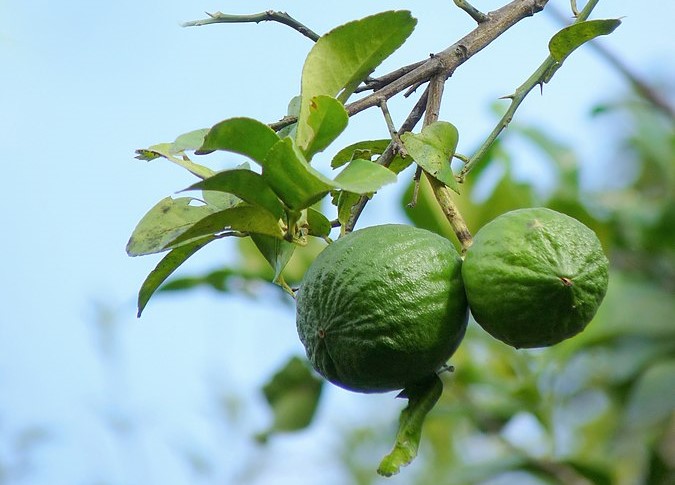कागजी नींबू की पहचान और पूरी जानकारी 1 Kagji Nimbu 1