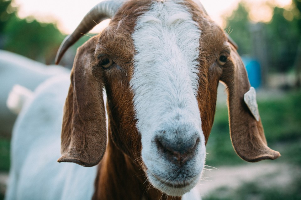 जंगली और पालतू जानवरों के नाम हिंदी में 1 Domestic Animal Names in Hindi | Janvaron ke naam