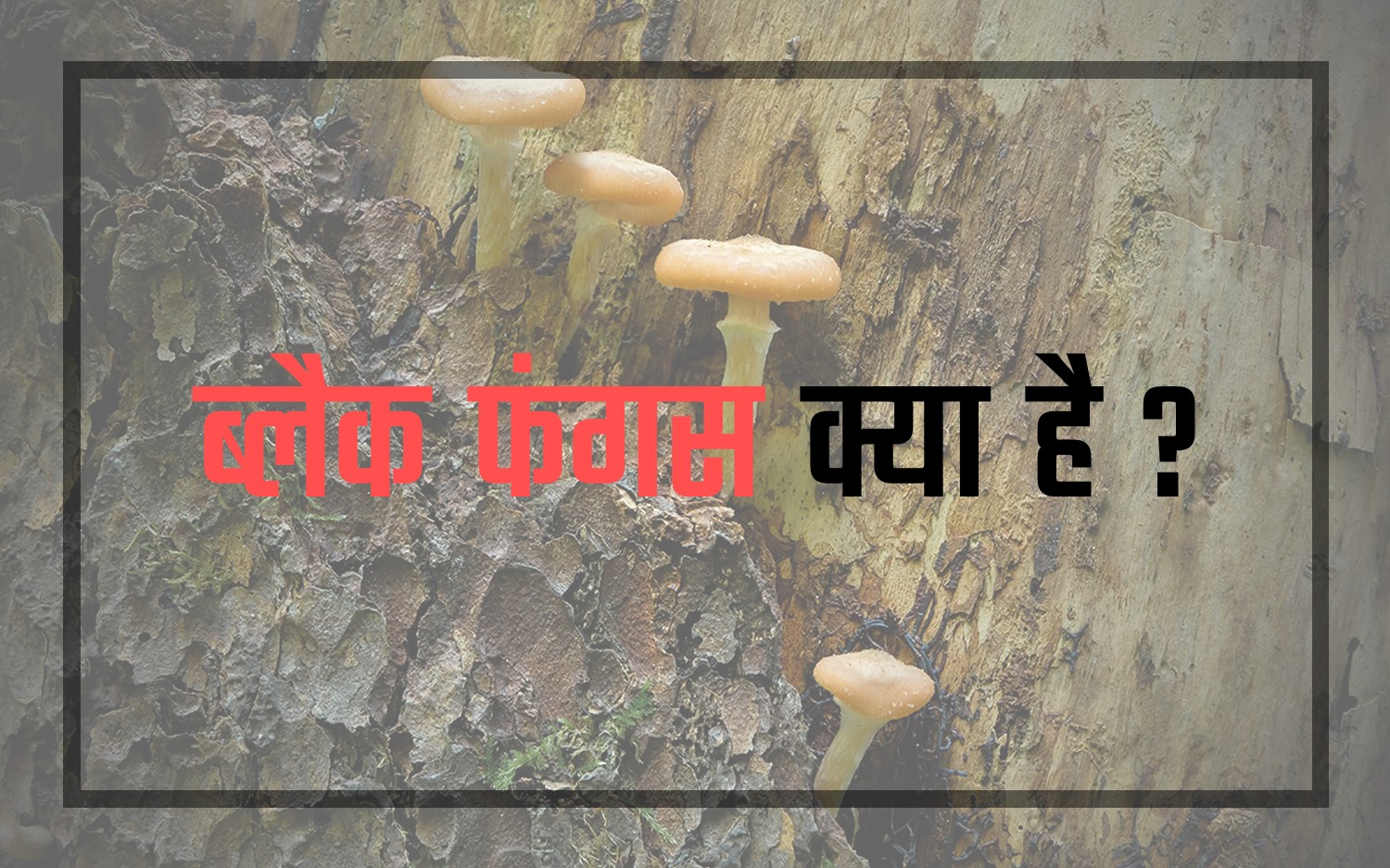 ब्लैक फंगस क्या है ?