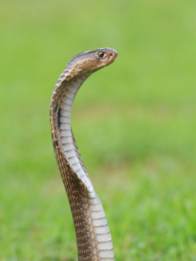 सांप काटने पर क्या करना चाहिए? जो जान बच जाए