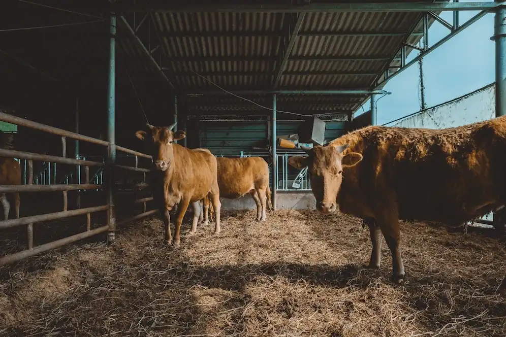 बीफ किसे कहते हैं ? मतलब, फायदे और फोटो 1 bulls images