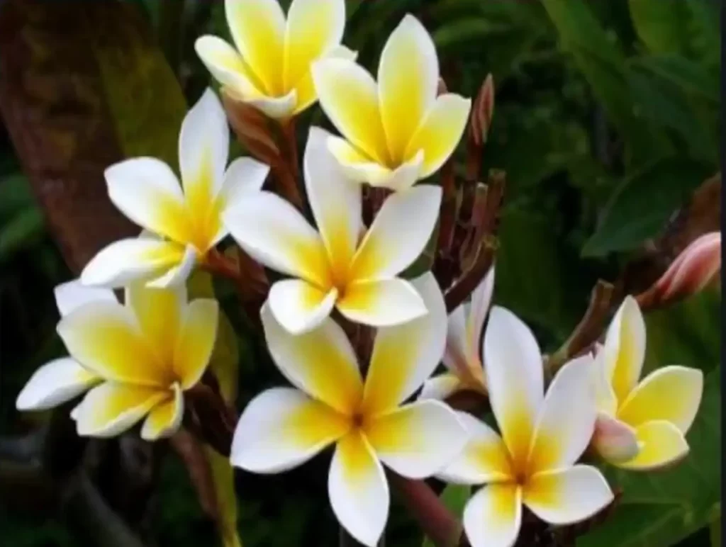केतकी का फूल: भारत का एक सुगंधित फूल 1 Ketki ka phool