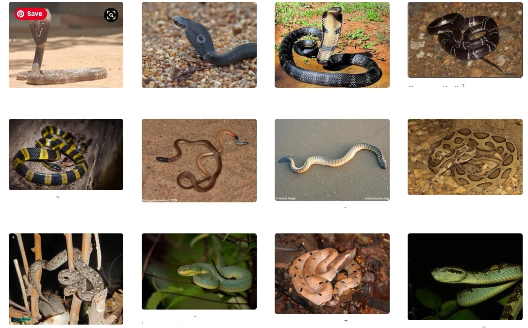 भारतीय सांपों की लिस्ट | Indian Snake Name List in Hindi 1 indian snakes