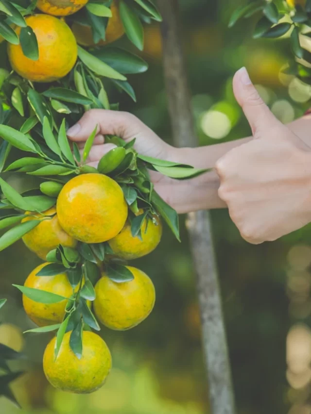 अच्छा ! तो इसलिए लोग नींबू के पौधे में छाछ डालते है ।