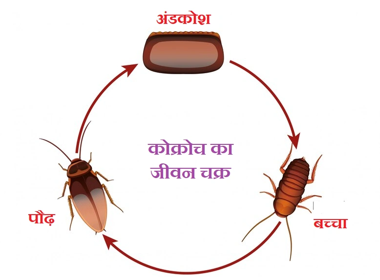 कॉकरोच के अंडे देने का रहस्य और प्रजनन की आदत 1 cockroach life