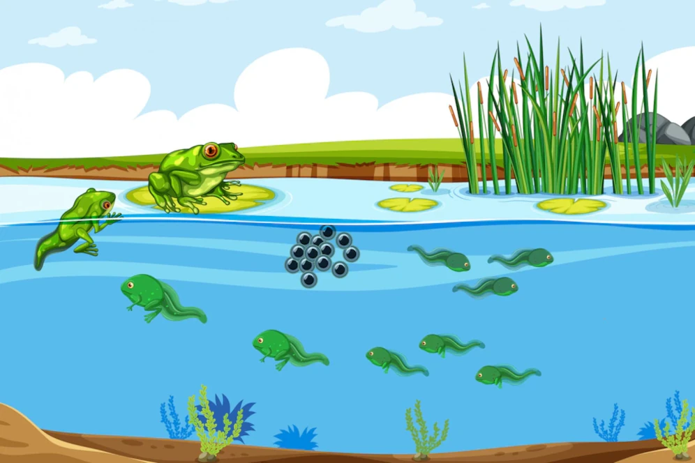 जानिए मेंढक का जीवन चक्र और उनके के बच्चे को क्या कहते हैं? 1 frog life cycle in pond