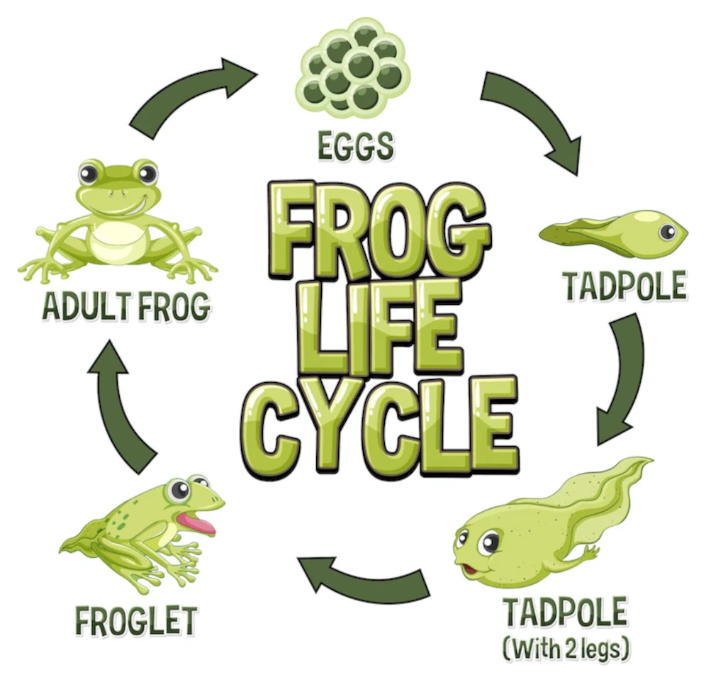 जानिए मेंढक का जन्म कैसे होता है? 1 frog life cycle