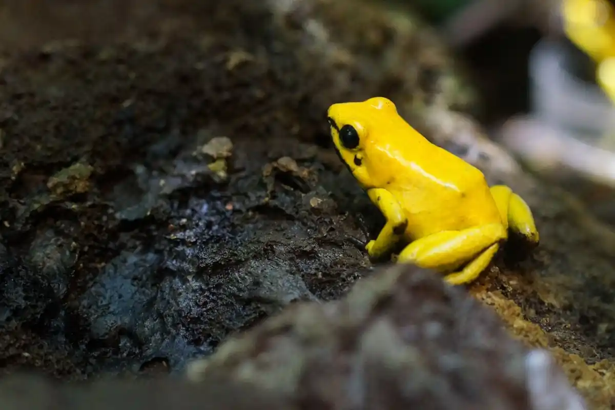 जानिए मेंढक के काटने से क्या होता है? 2 poison dart frog