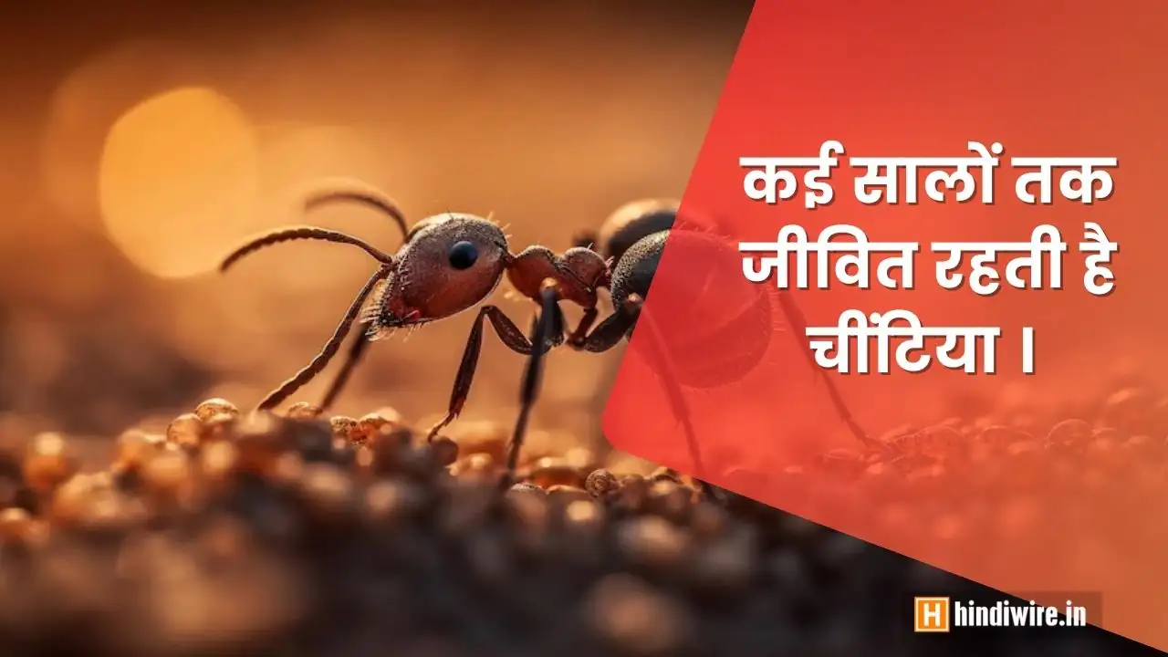 जानिए चींटी की उम्र कितनी होती है ?