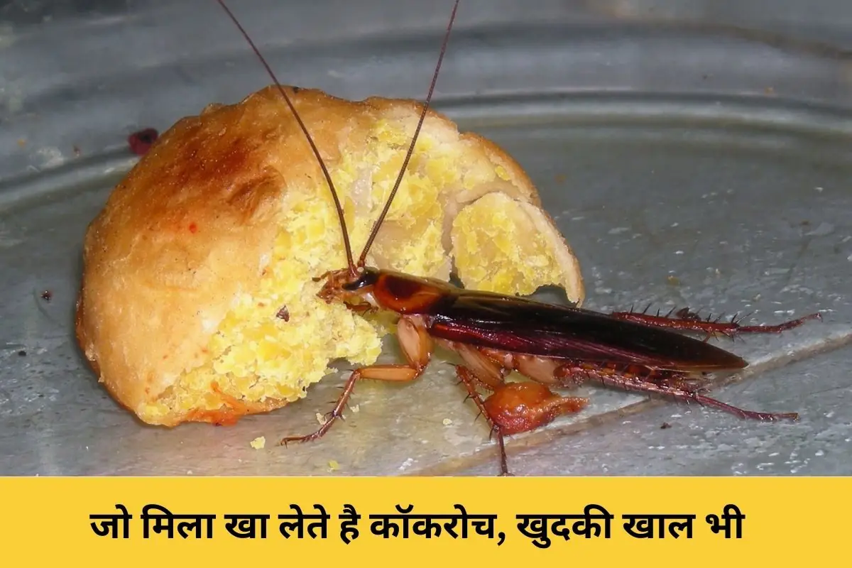 जानिए कॉकरोच क्या खाता है?