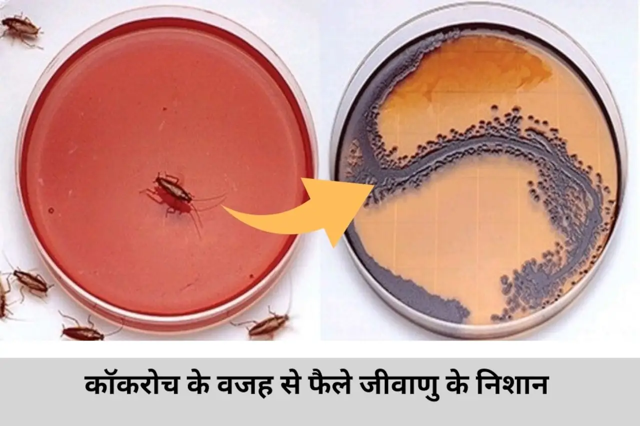 जानिए कॉकरोच से होने वाली कौन सी बीमारियाँ है ।