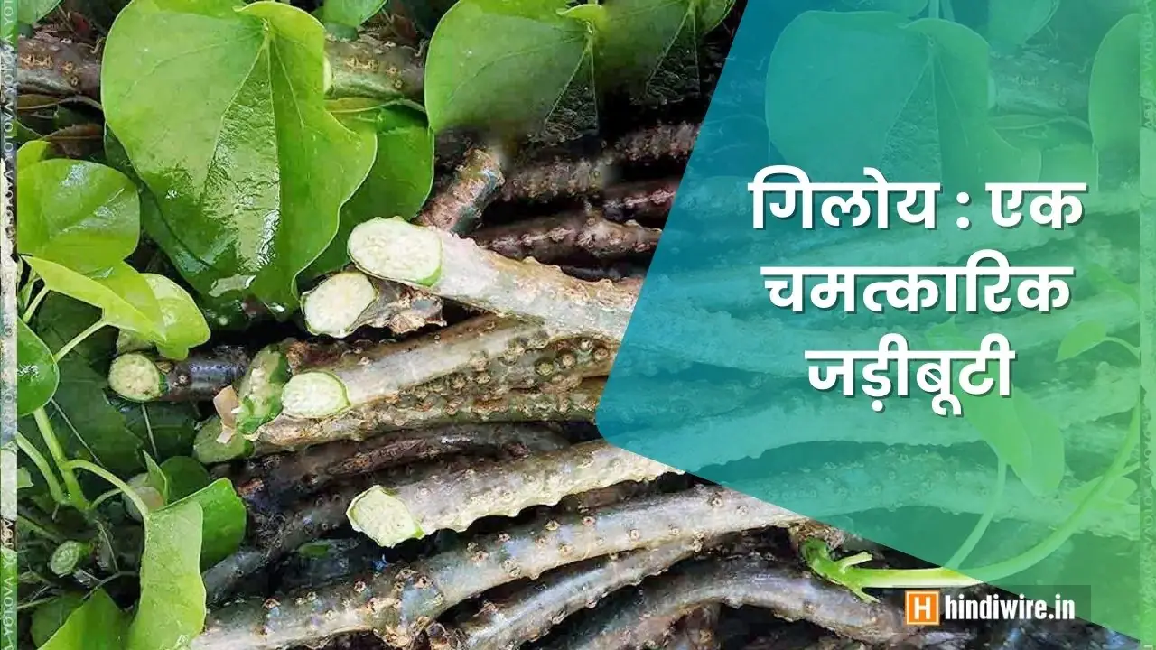 गिलोय: रोग प्रतिरोधक क्षमता बढ़ाने वाली अद्भुत जड़ी-बूटी!