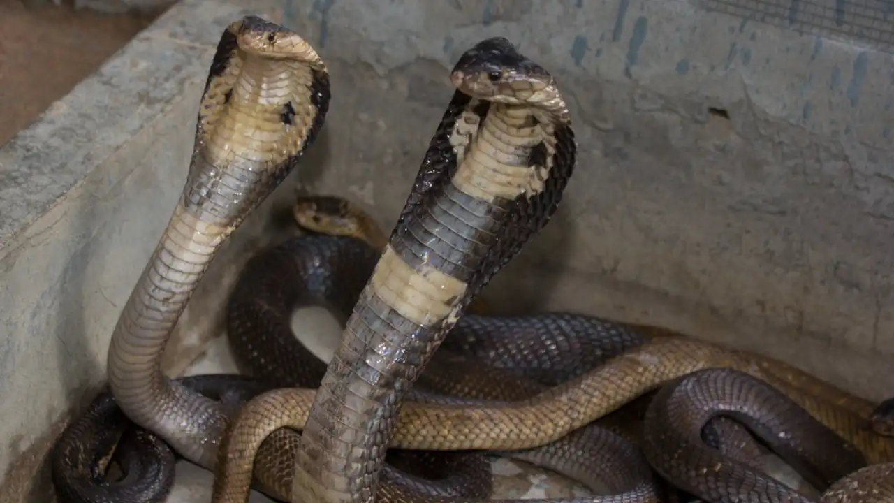 Saap Ki Kheti : भला कोई साँप की भी खेती करता है क्या ? 1 kobra snake farming