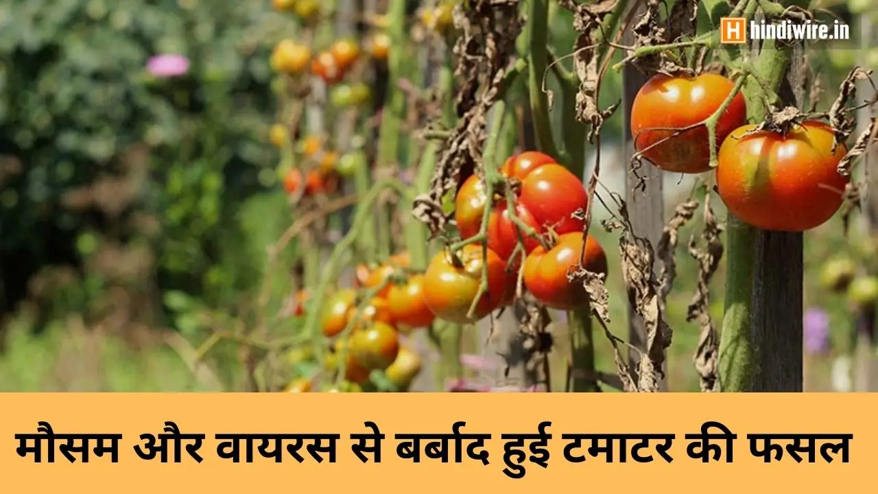 जानिए टमाटर महंगा क्यों है? और कब तक इसके दाम कम होंगे? 1 mausam aur virus se barbad hui tamatar ki fasal