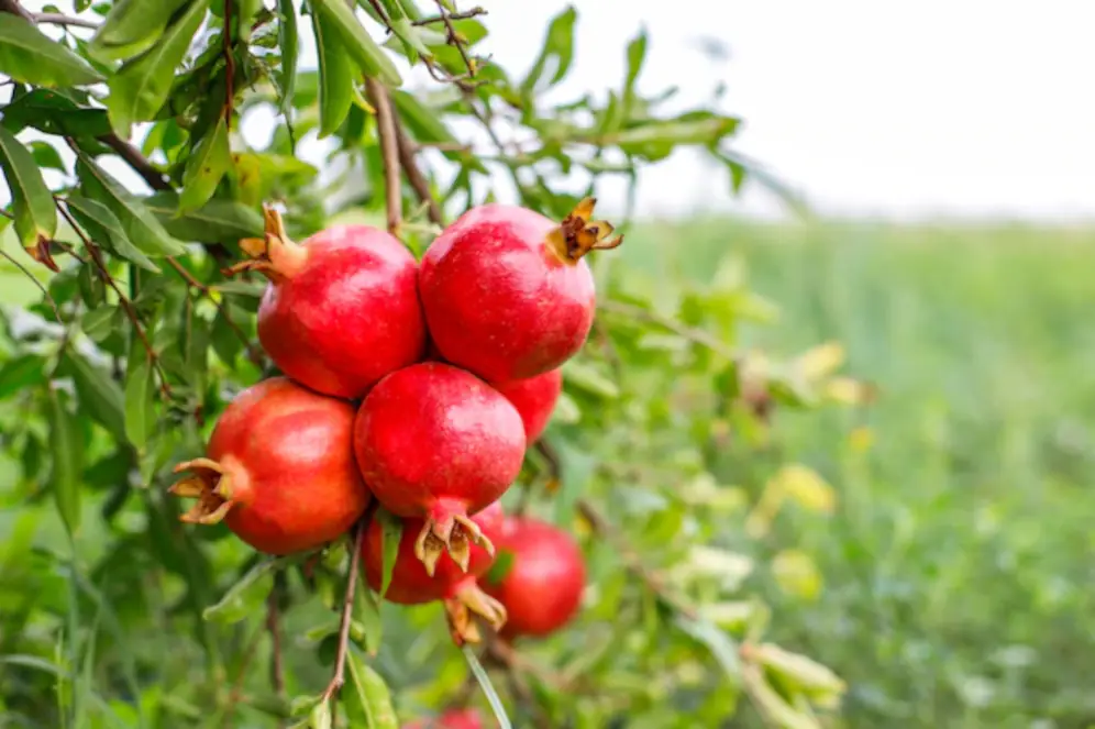 इन स्वादिष्ट फलों से प्राकृतिक रूप से अपना प्लेटलेट्स काउंट बढ़ाएं 🍎🍌🍊 2 pomegranate