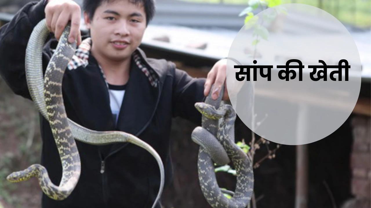 Saap Ki Kheti : भला कोई साँप की भी खेती करता है क्या ? 4 Saap Ki Kheti : भला कोई साँप की भी खेती करता है क्या ?